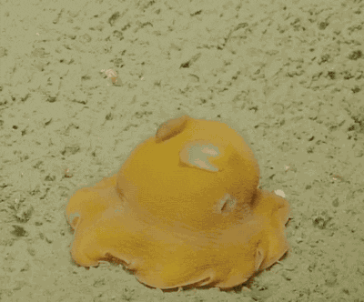 giphy.gif