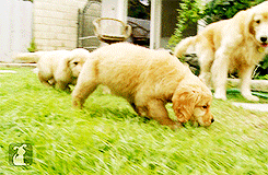Gif of puppies sniffing grass