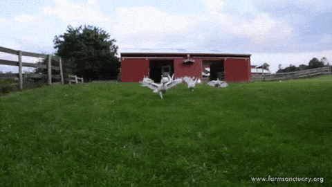 incoming gif