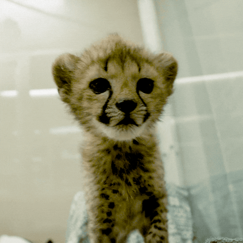 Cute Animal Gifs - Find &Amp; Share On Giphy