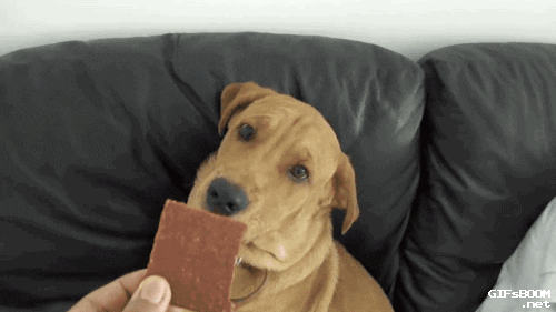 Dog Low-Fat Lamb Jerky GIF - Find & Share on GIPHY