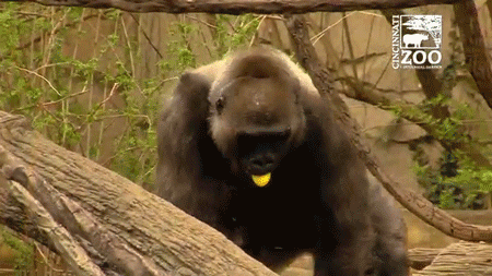 Gorillas GIF - Find & Share on GIPHY