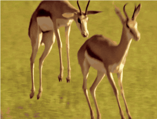 Deux antilopes courent en faisant des bonds.