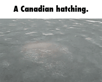 Canadian GIF - Find & Share on GIPHY