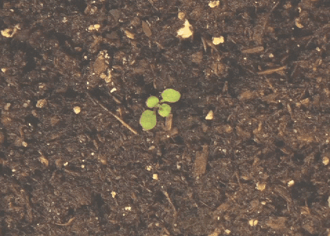 Growing plant gif.