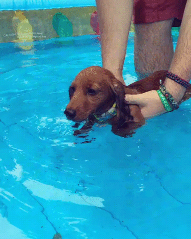 19 adorable puppers swimming in mid air because they think theyre in the water Swim GIF - Find & Share on GIPHY