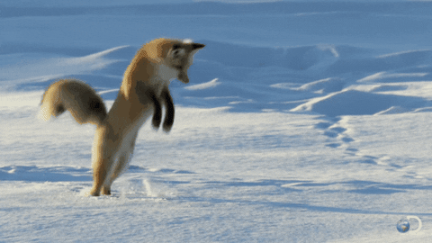 fox snow-jumping