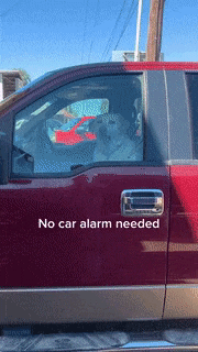No car alarm needed in dog gifs