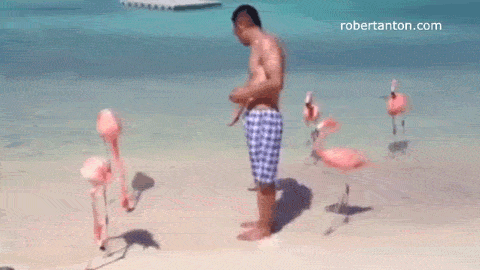 pooping flamingo gif