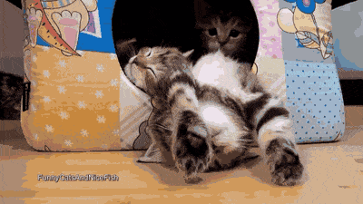 Kitties GIF - Find & Share on GIPHY