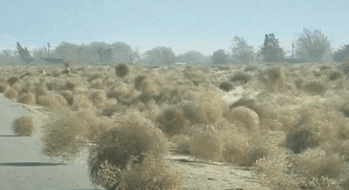 Image result for tumbleweed gif