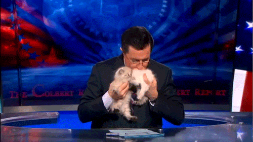 Kittens Colbert GIF