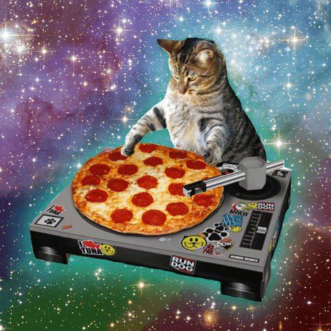 Cat Pizza GIFs Get The Best GIF On GIPHY