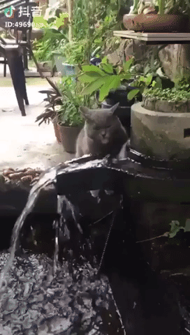 Thirsty Cat in cat gifs
