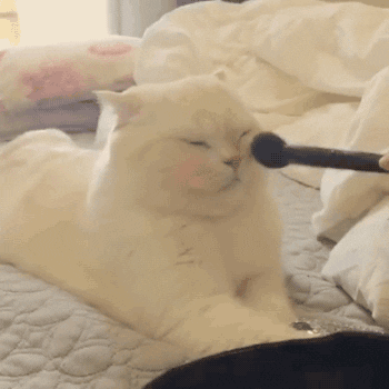 Cat Makeup GIF - Find & Share on GIPHY