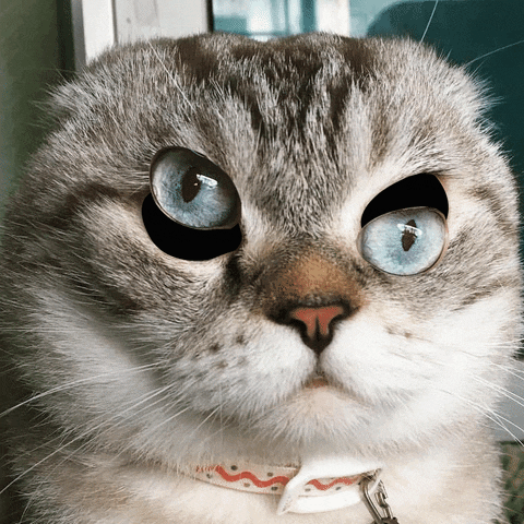 Catto eye in gifgame gifs
