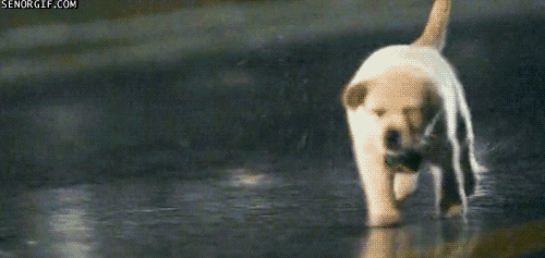 Puppies Running GIF Find & Share on GIPHY