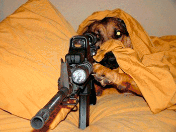 gif machine gun dog
