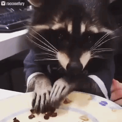 Racoon Eating in animals gifs