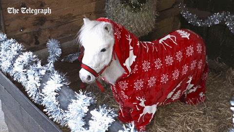 A pony wearing Christmas pajamas