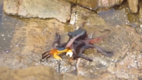 Octopus GIF - Find & Share on GIPHY