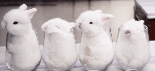 Bunnies GIF - Find & Share on GIPHY