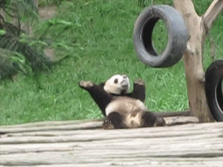 Funny Animals Dogs GIF - FunnyAnimals Dogs RelaxingPug - Discover