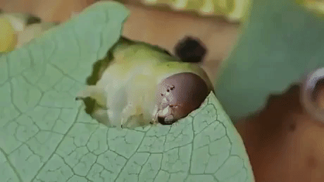 Caterpillar Eating in animals gifs