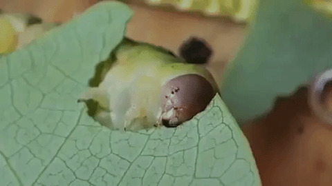 Caterpillar Eating