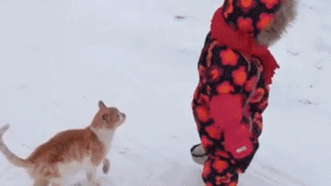 Wrestling Kitty funny Gif