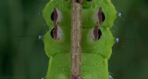 loop perfect loop insect caterpillar bug