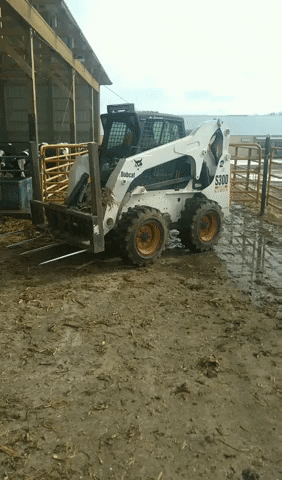 giphy.gif