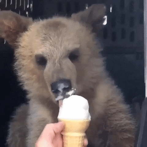 Oso comiendo helado 