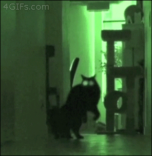 gif of cat bouncing down hallway in night-vision