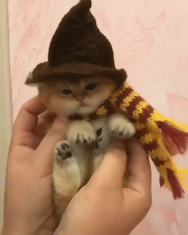 Ginger kitten GIF wearing a wizard hat and Gryffindor scarf.
