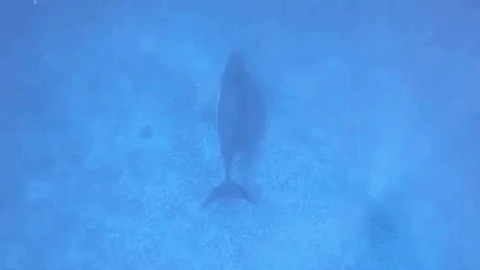 Whales are fast af gif
