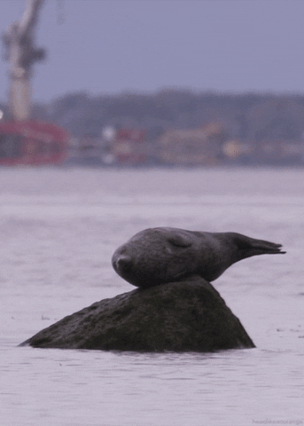 Seal Sleeping on Rock Sea Ocean Cinemagraph Cute