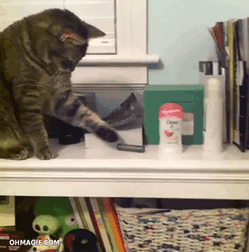 Cat Table GIF - Find & Share on GIPHY