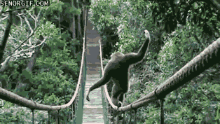 A gif of a gorilla trying to walk and balance across a rope