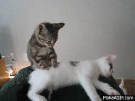 Relax Gatos GIF - Find & Share on GIPHY
