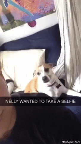 Dog GIF - Find & Share on GIPHY