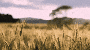 Wheat Saga