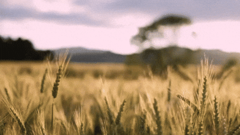 Fields Wheat GIF - Find & Share on GIPHY