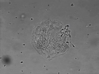 Cell Platelets GIF - Find & Share on GIPHY
