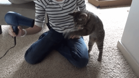 bold GIF