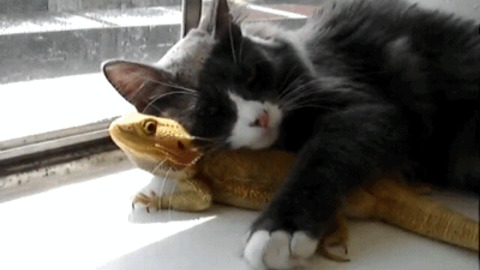 Cat GIF - Find & Share on GIPHY