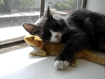 cat animals cuddles bearded dragons