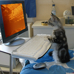 cat typing at computer