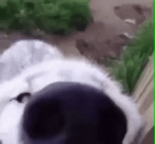 This doggo can smell good hooman in dog gifs