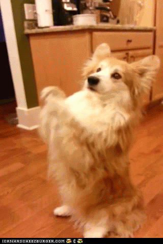 Sir Please GIF by Cheezburger - Find & Share on GIPHY